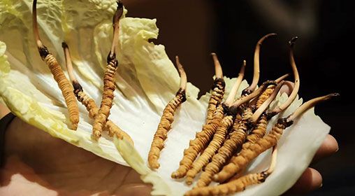 新鮮冬蟲夏草要洗嗎