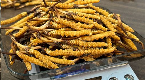 <a href=http://www.dongtai1982.com/s/brxcc target=_blank class=infotextkey>比如縣冬蟲夏草</a>新鮮度