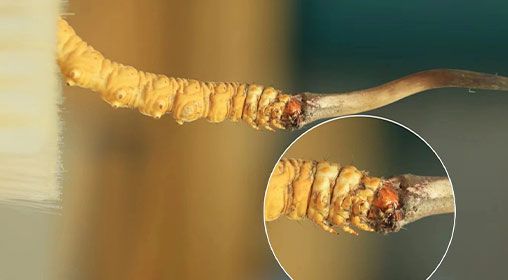 冬蟲夏草新鮮好嗎?