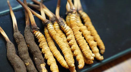 魚翅與<a href=http://www.dongtai1982.com/xinxian/ target=_blank class=infotextkey>新<a href=http://www.dongtai1982.com/xinxian/ target=_blank class=infotextkey>鮮冬蟲夏草</a></a>