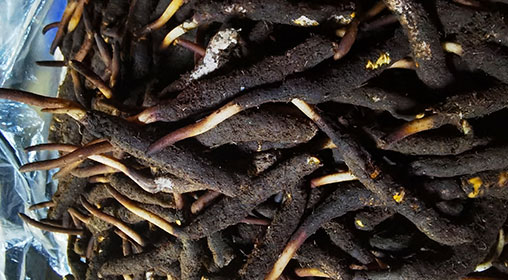 新鮮冬蟲夏草產(chǎn)地