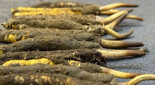 那曲<a href=http://www.dongtai1982.com/xinxian/ target=_blank class=infotextkey>新<a href=http://www.dongtai1982.com/xinxian/ target=_blank class=infotextkey>鮮冬蟲夏草</a></a>采摘