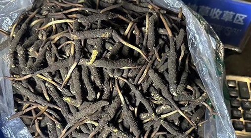 <a href=http://www.dongtai1982.com/xinxian/ target=_blank class=infotextkey>新<a href=http://www.dongtai1982.com/xinxian/ target=_blank class=infotextkey>鮮冬蟲夏草</a></a>出售