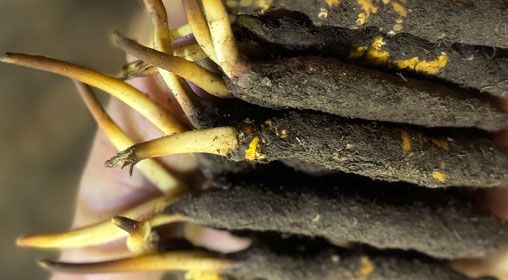 <a href=http://www.dongtai1982.com/xinxian/ target=_blank class=infotextkey>新<a href=http://www.dongtai1982.com/xinxian/ target=_blank class=infotextkey>鮮冬蟲夏草</a></a>晾曬 