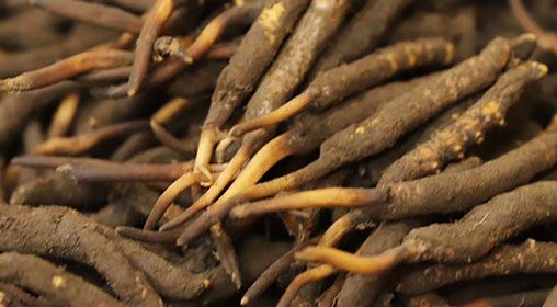 <a href=http://www.dongtai1982.com/xinxian/ target=_blank class=infotextkey>新<a href=http://www.dongtai1982.com/xinxian/ target=_blank class=infotextkey>鮮冬蟲夏草</a></a>品質