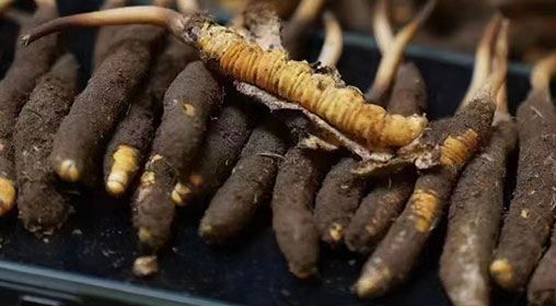 <a href=http://www.dongtai1982.com/xinxian/ target=_blank class=infotextkey>新<a href=http://www.dongtai1982.com/xinxian/ target=_blank class=infotextkey>鮮冬蟲夏草</a></a>發貨