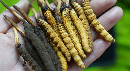 <a href=http://www.dongtai1982.com/xinxian/ target=_blank class=infotextkey>新<a href=http://www.dongtai1982.com/xinxian/ target=_blank class=infotextkey>鮮冬蟲夏草</a></a>服用