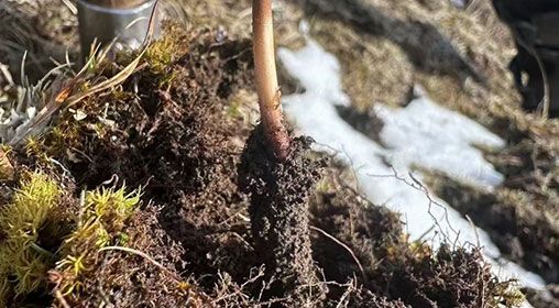 蟲草的營養價值：科學解讀"軟黃金"的神奇功效