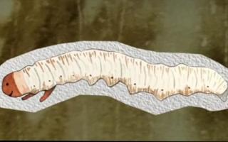 蟲草的種類大全：探秘真菌界的奇妙世界