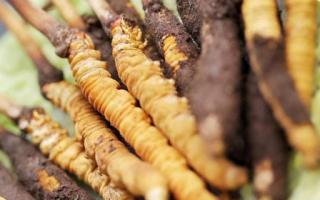 如何鑒別真假蟲草？教你幾招！