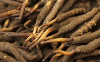 冬蟲夏草批發市場：揭秘“軟黃金”的交易江湖