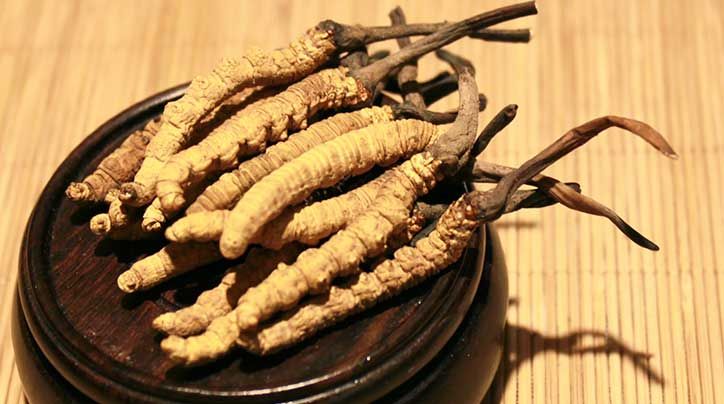 冬蟲夏草的價格一克:為何如此昂貴?