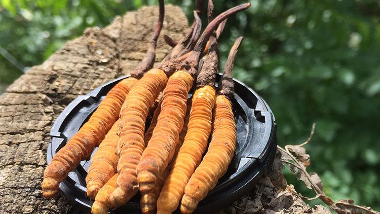 哪個牌子的冬蟲夏草好？2024年權威選購指南