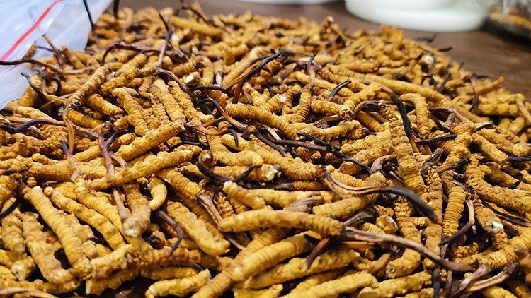 深圳<a href=http://www.dongtai1982.com/zhengce/ target=_blank class=infotextkey>冬蟲夏草交易</a>市場：南中國蟲草貿易的黃金樞紐