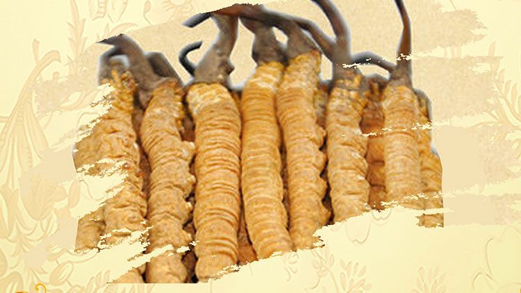 冬蟲夏草御寒效果好嗎?科學解讀其抗寒機制