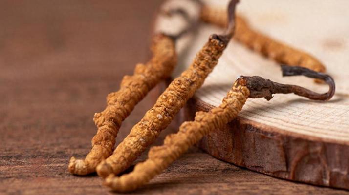 冬蟲夏草對鼻炎的緩解作用：科學解析與使用指南