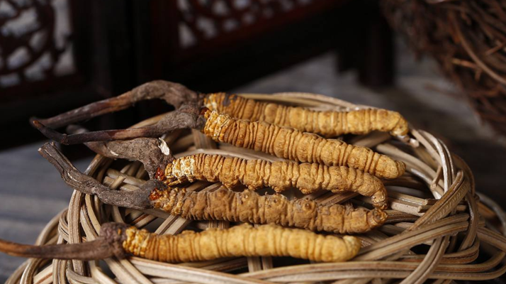 ?冬蟲夏草真假鑒別權(quán)威指南(2024最新版)