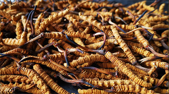 <a href=http://www.dongtai1982.com/xinxian/ target=_blank class=infotextkey>新<a href=http://www.dongtai1982.com/xinxian/ target=_blank class=infotextkey>鮮冬蟲夏草</a></a>曬干全攻略:留住營養(yǎng)的科學(xué)方法