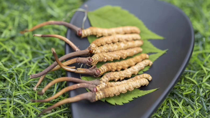 <a href=http://www.dongtai1982.com/xinxian/ target=_blank class=infotextkey>鮮冬蟲夏草價格</a>揭秘:一根究竟值多少錢?