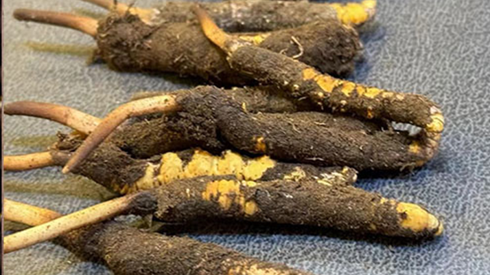 冬蟲夏草鮮草怎么吃？科學用量指南