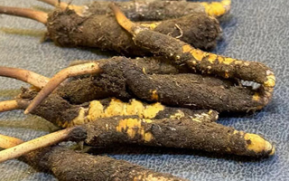 冬蟲夏草鮮草怎么吃？科學用量指南