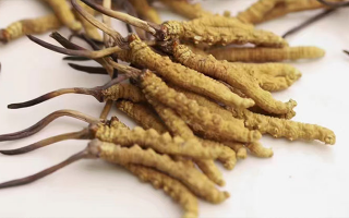 水溫決定營養！冬蟲夏草鮮草泡水溫度全解析?