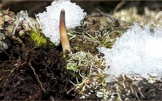 冬蟲夏草鮮草保養秘籍：延長高原饋贈的生命力