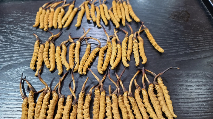 <a href=http://www.dongtai1982.com/ target=_blank class=infotextkey><a href=http://www.dongtai1982.com/s/nqcc/ target=_blank class=infotextkey>那曲冬蟲夏草</a></a>：鮮草與干草的多維差異? ? ? ?