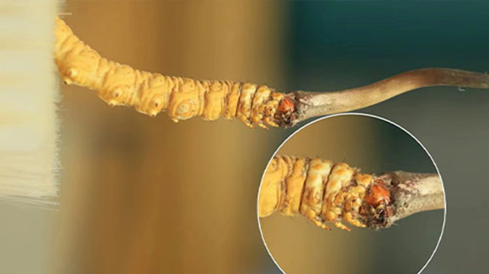 哪里能買到新鮮的冬蟲(chóng)夏草?這幾個(gè)渠道要知道