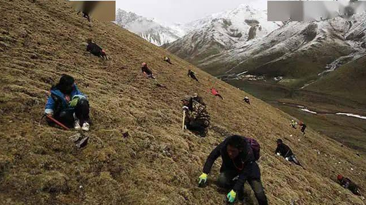 那曲冬蟲夏草鮮草季節：自然的饋贈