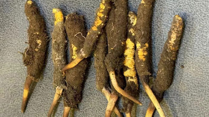 探秘那曲<a href=http://www.dongtai1982.com/xinxian/ target=_blank class=infotextkey>鮮冬蟲(chóng)夏草</a>的神奇功效