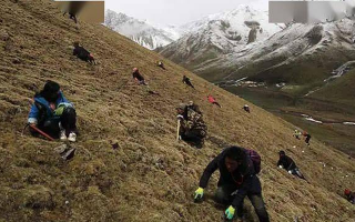 那曲冬蟲夏草鮮草季節：自然的饋贈