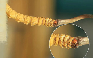 哪里能買到新鮮的冬蟲(chóng)夏草？這幾個(gè)渠道要知道