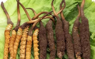 冬蟲夏草干草和鮮草的區別