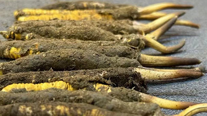 冬蟲夏草與新鮮草：一字之差，天壤之別