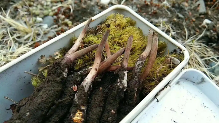 冬蟲夏草鮮草季：邂逅高原至寶，開啟健康滋養新體驗