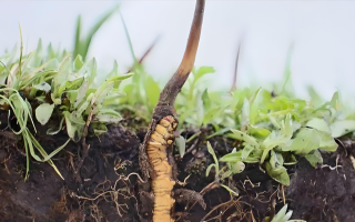 冬蟲夏草鮮草：鮮活的生命力，至臻的養生之選