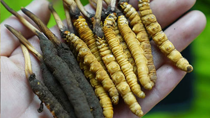冬蟲夏草泡酒：鮮草入酒，鎖住精華的養(yǎng)生之道