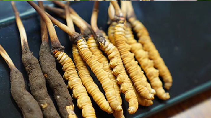 冬蟲(chóng)夏草鮮草吃多久？科學(xué)食用周期與效果解析