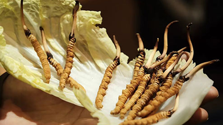 冬蟲夏草:干草與鮮草的終極對比,哪種更適合你?