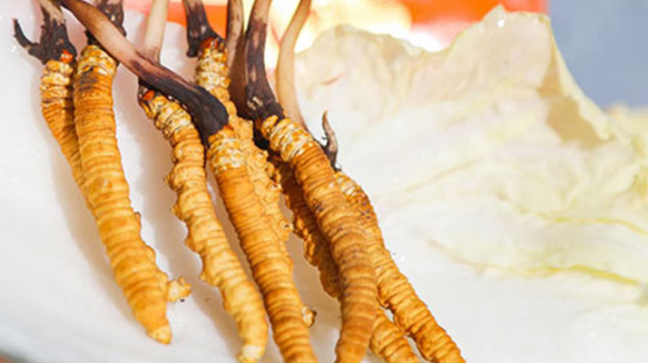 冬蟲夏草鮮草打包發貨全流程:從采摘到送達的保鮮之旅