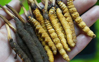 冬蟲夏草泡酒：鮮草入酒，鎖住精華的養(yǎng)生之道
