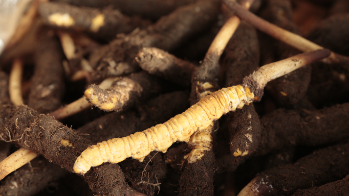 吃鮮冬蟲夏草會便秘嗎?