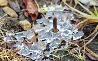 冰凍新鮮冬蟲夏草：科技與傳統的交融守護