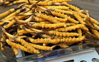 冬蟲夏草鮮草的黃金食用期，你知道嗎？