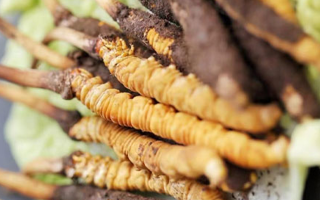 冬蟲夏草鮮草價格揭秘