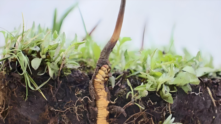 <a href=http://www.dongtai1982.com/xinxian/ target=_blank class=infotextkey>新<a href=http://www.dongtai1982.com/xinxian/ target=_blank class=infotextkey>鮮冬蟲夏草</a></a>價格探秘:多因素交織下的市場行情