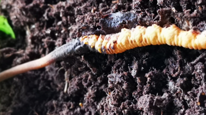 <a href=http://www.dongtai1982.com/xinxian/ target=_blank class=infotextkey>新<a href=http://www.dongtai1982.com/xinxian/ target=_blank class=infotextkey>鮮冬蟲夏草價格</a></a>解析