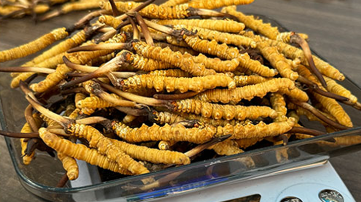 鮮冬蟲夏草泡酒:傳統養生佳釀的制作秘籍