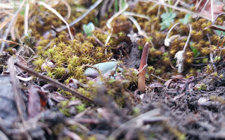 鮮冬蟲夏草辨別全攻略：識破真假，挑選優(yōu)質(zhì)好蟲草? ? ? ?